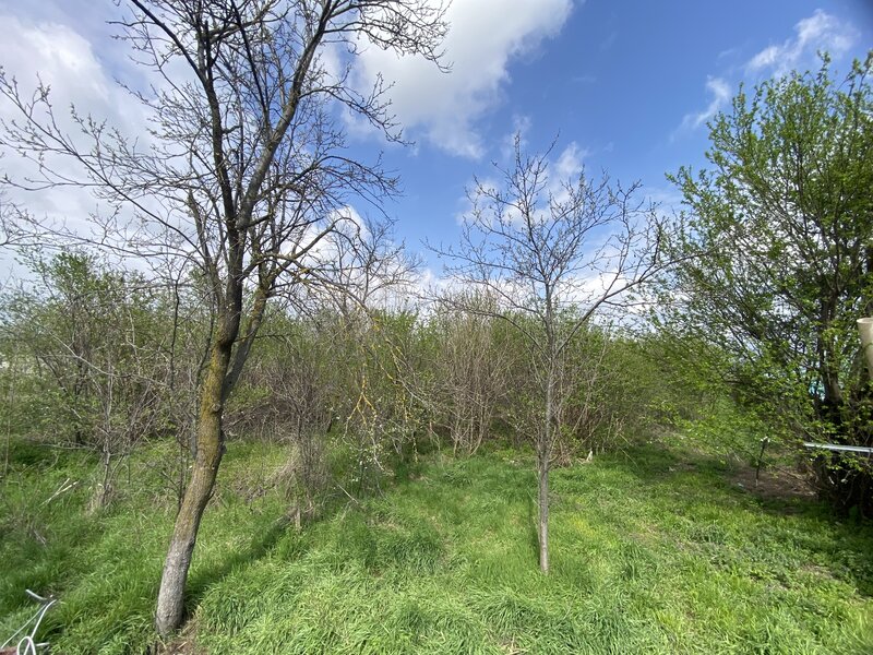 Giurgiu, Ulmi, Trestieni- Comision 0%