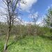 Giurgiu, Ulmi, Trestieni- Comision 0%